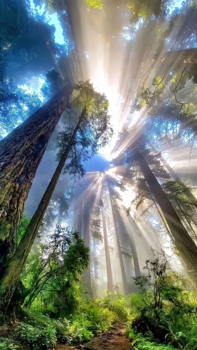 清晨森林里透过树缝的阳光风景壁纸